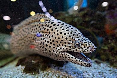 《我的世界》中国版RTX Beta版上线 支持光追和DLSS